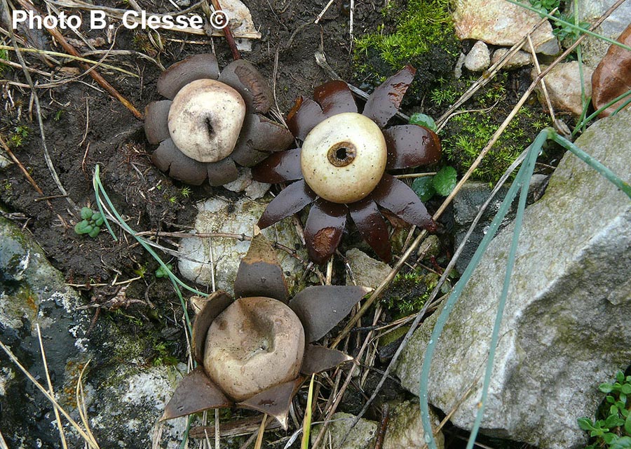 Geastrum corollinum