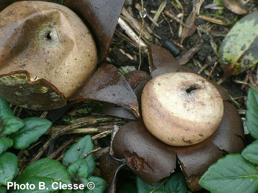 Geastrum corollinum