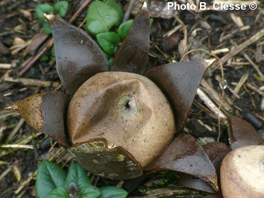 Geastrum corollinum