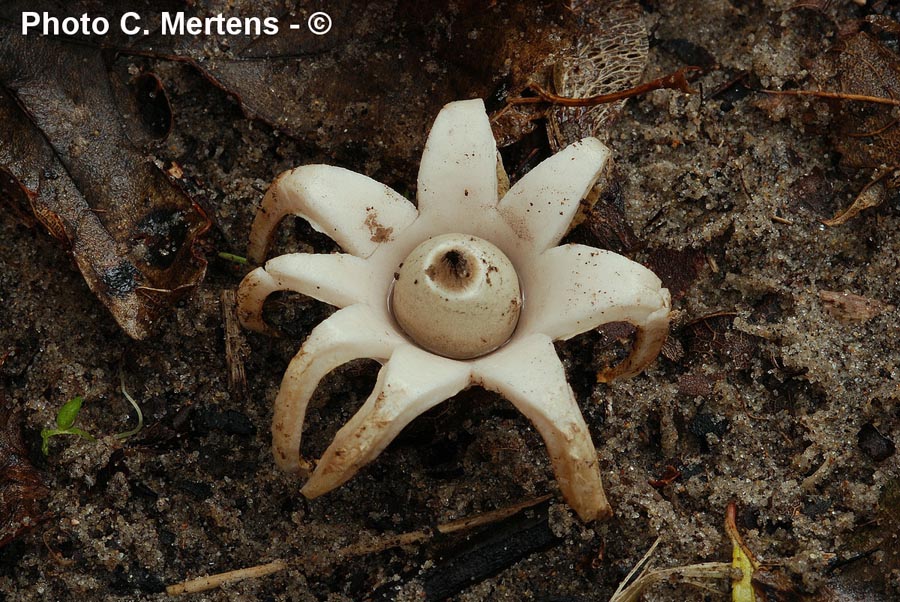 Geastrum corollinum