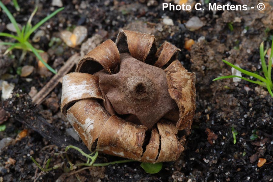 Geastrum corollinum