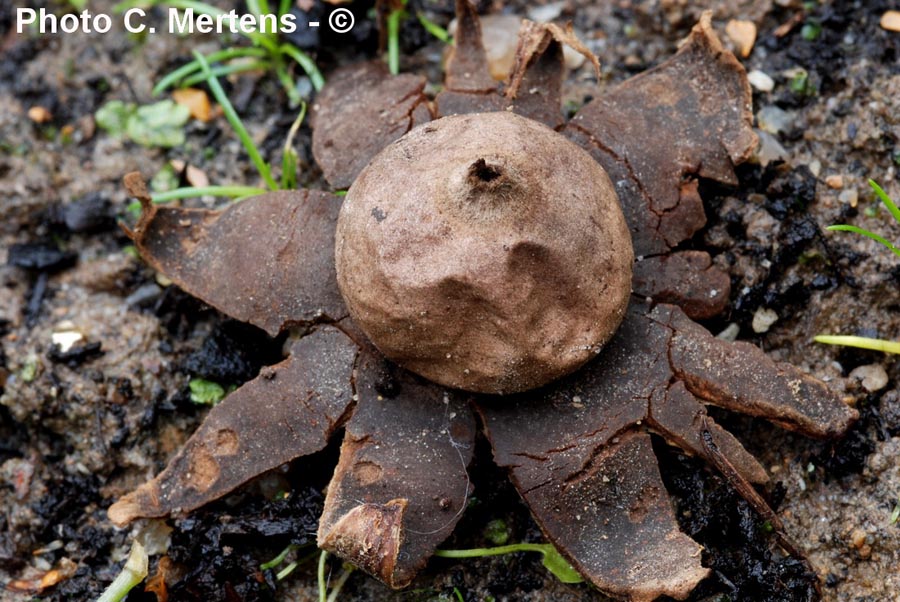 Geastrum corollinum