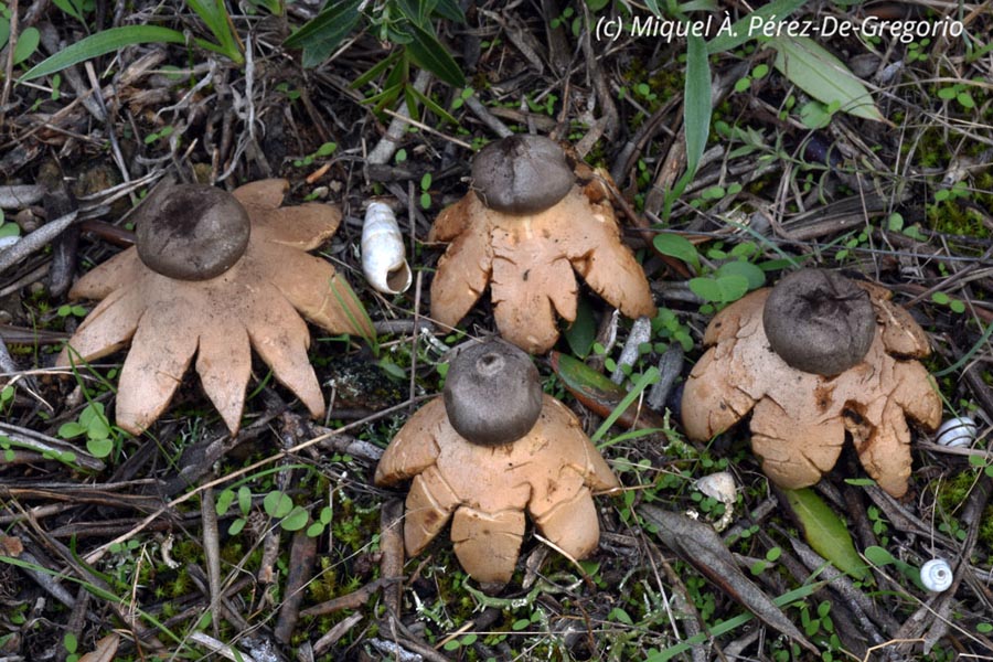 Geastrum coronatum