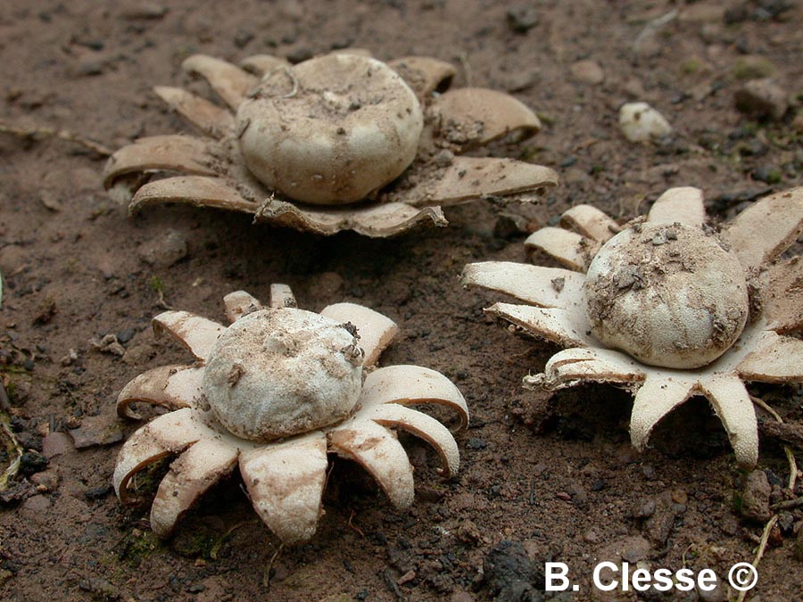 Geastrum floriforme