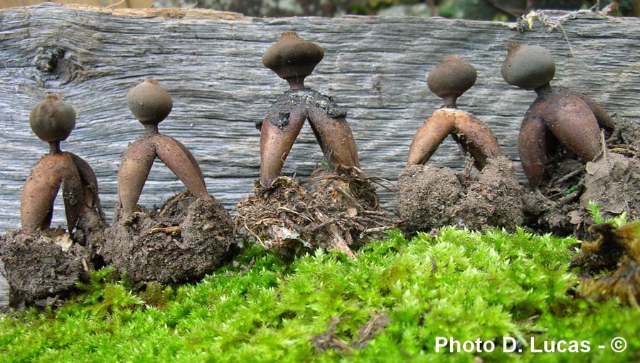 Geastrum fornicatum