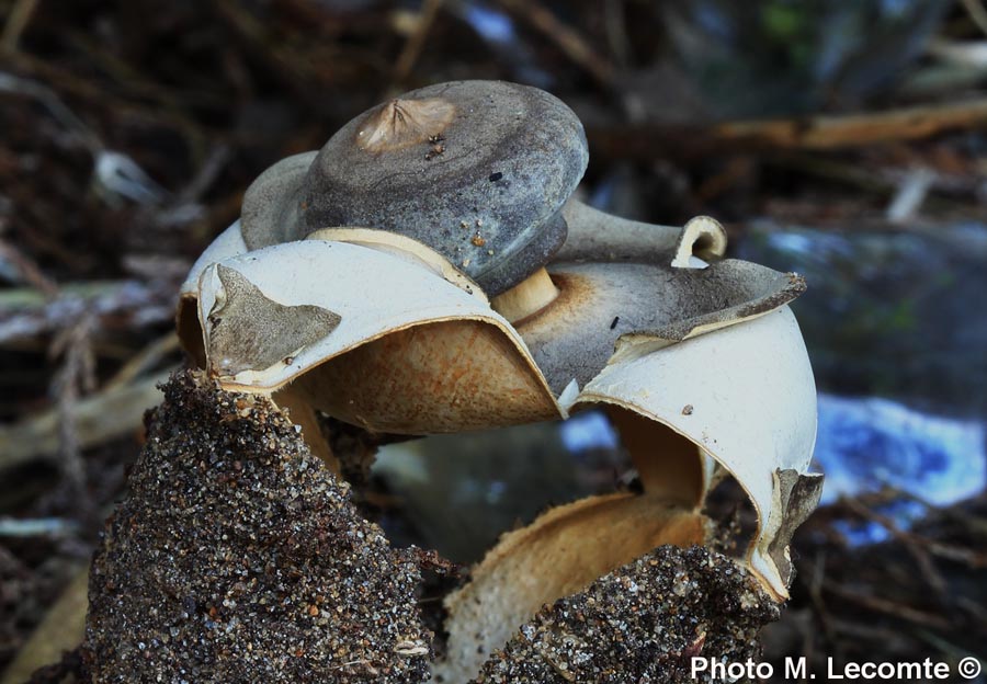 Geastrum fornicatum