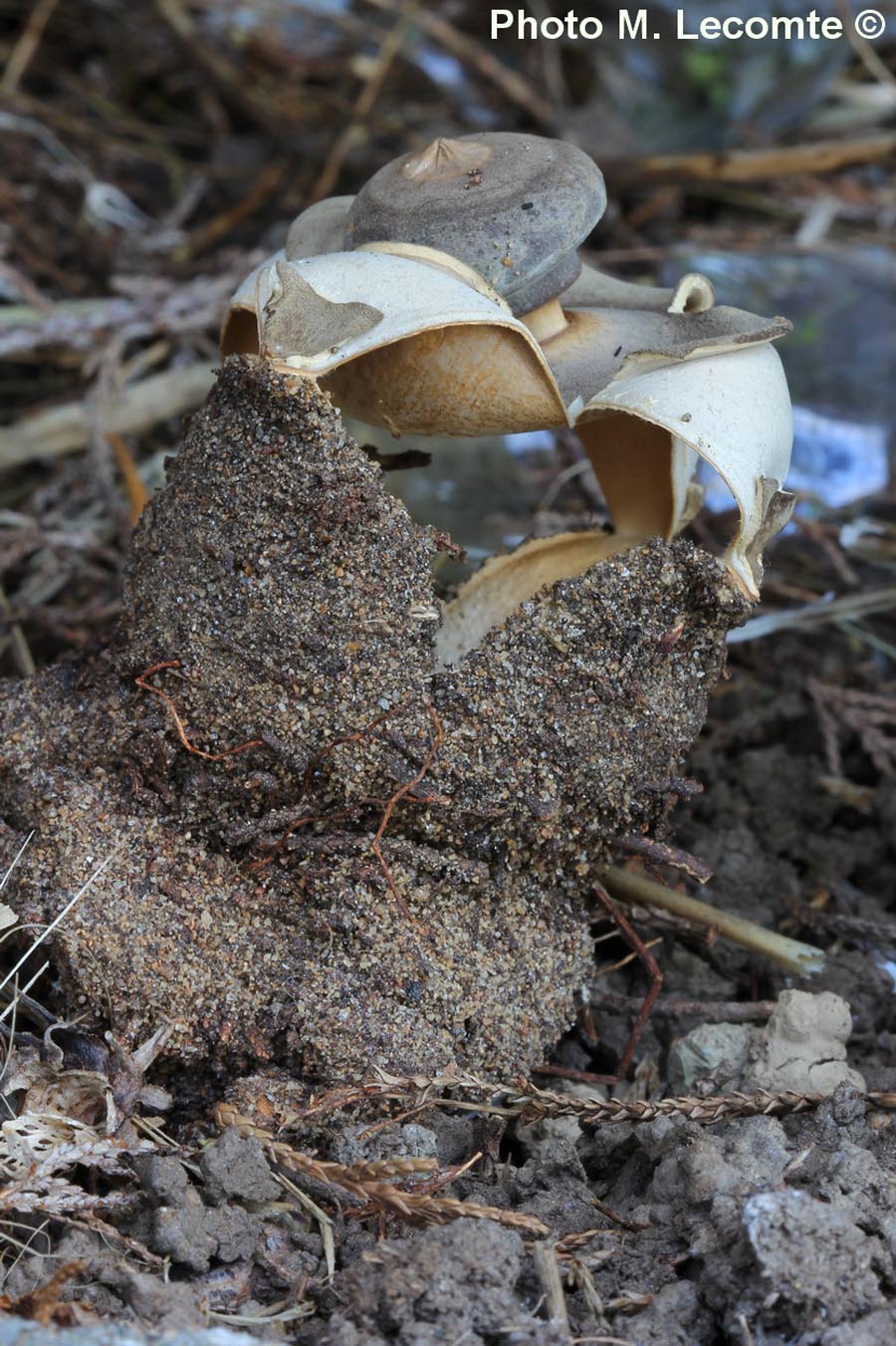 Geastrum fornicatum