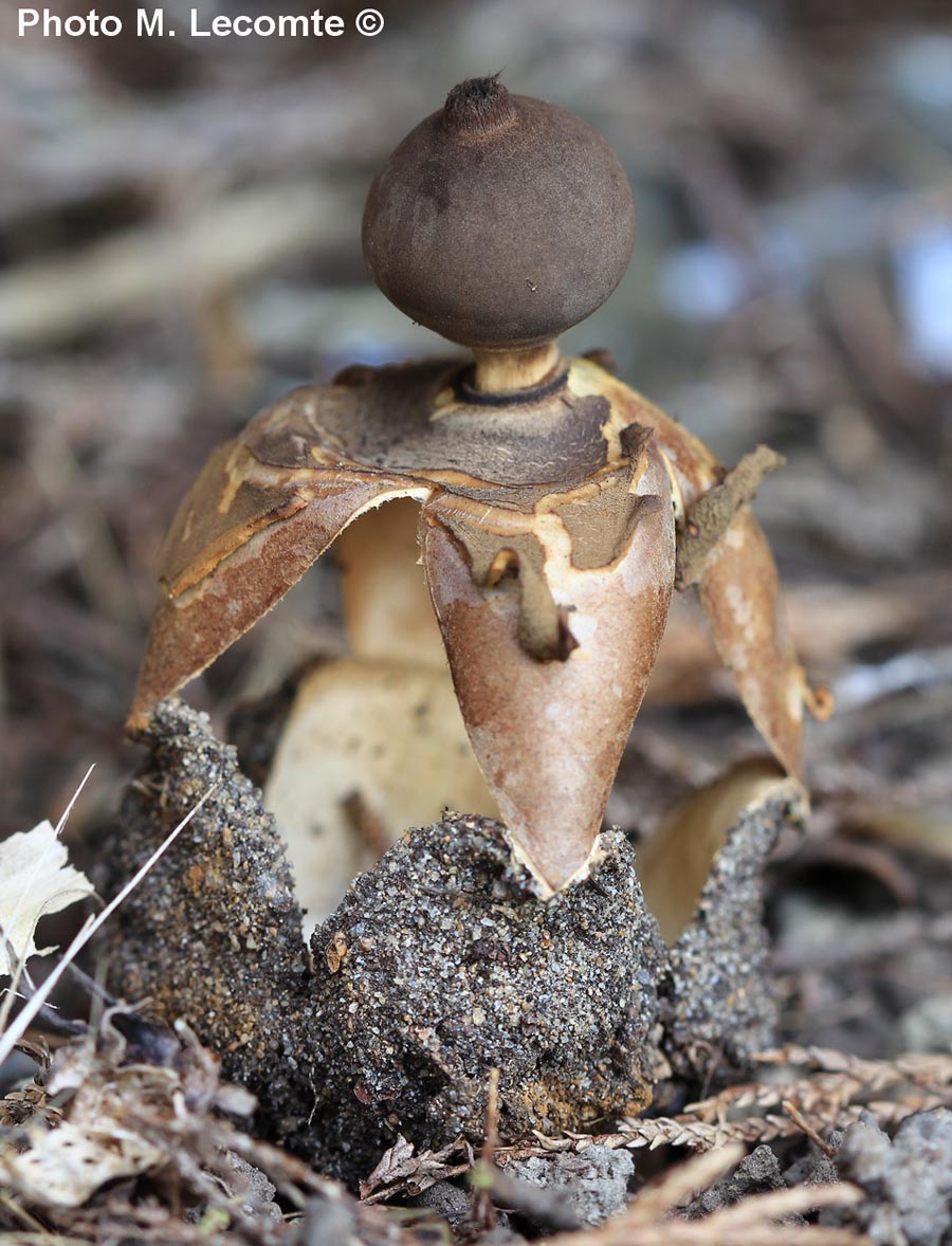 Geastrum fornicatum