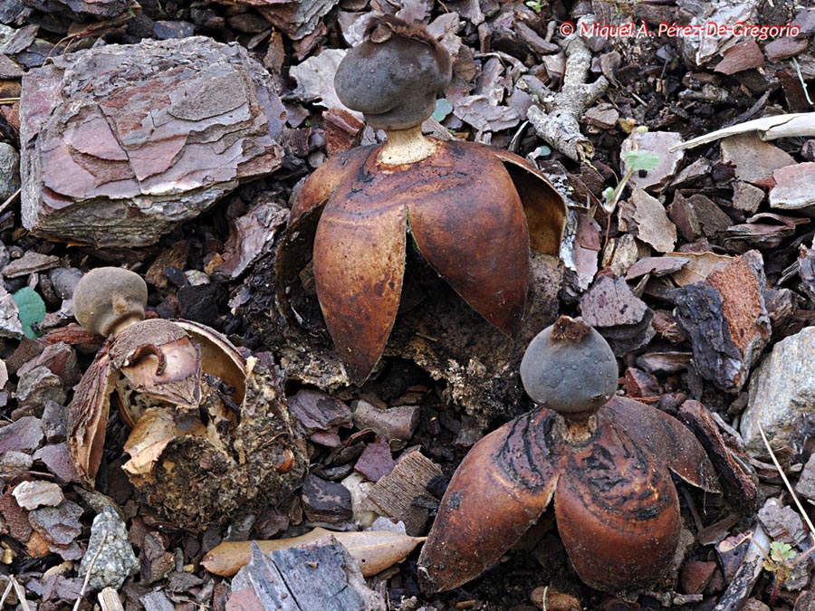 Geastrum fornicatum