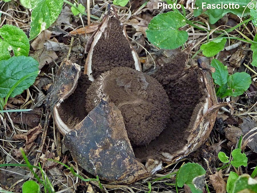 Geastrum melanocephalum