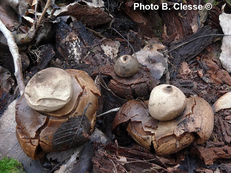 Geastrum michelianum