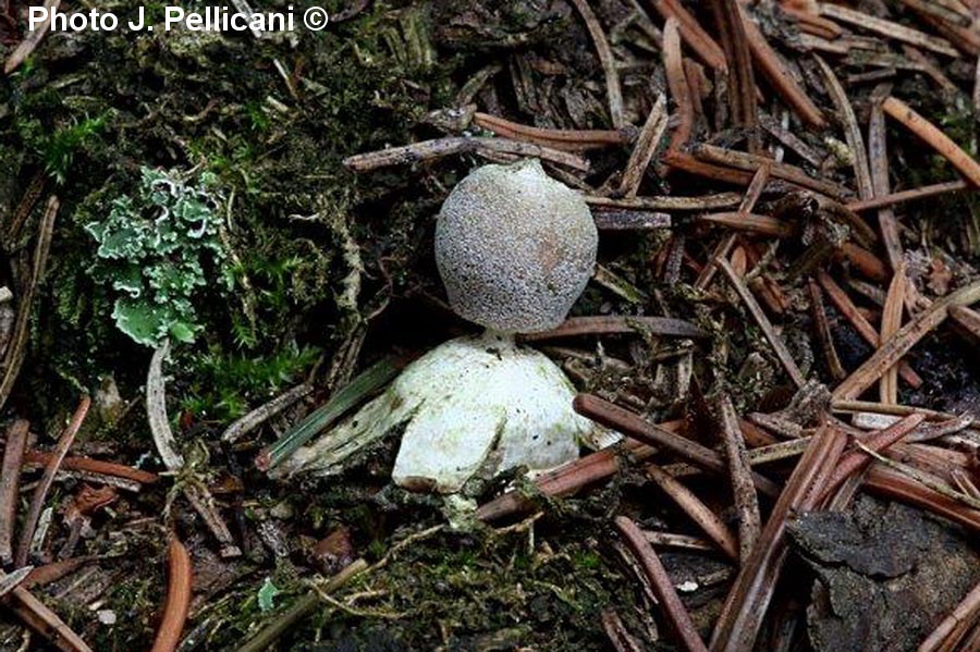 Geastrum minimum