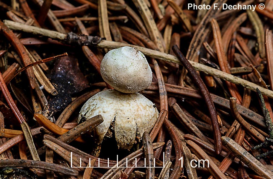 Geastrum minimum (J. Pellicani, F. Dechany)