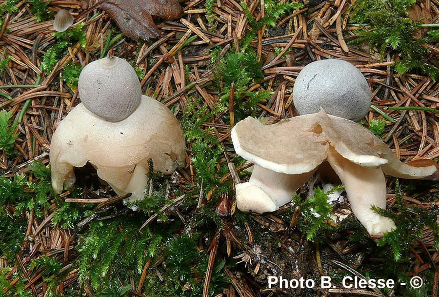 Geastrum quadrifidum