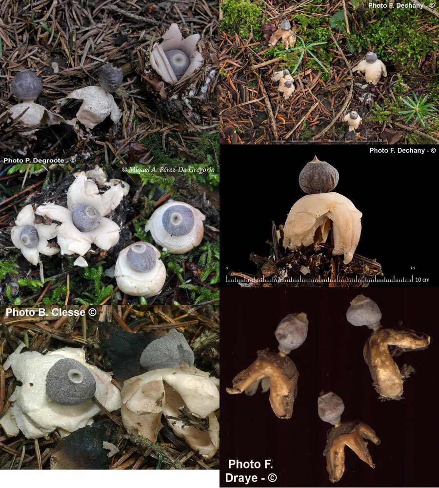 Geastrum quadrifidum