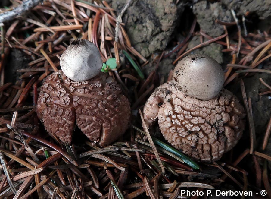 Geastrum rufescens