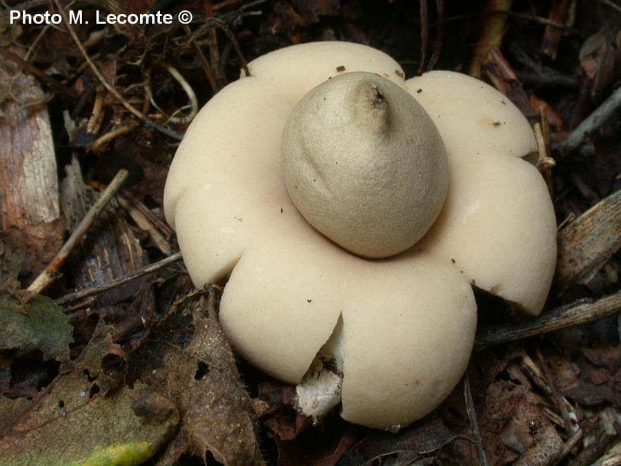 Geastrum sessile