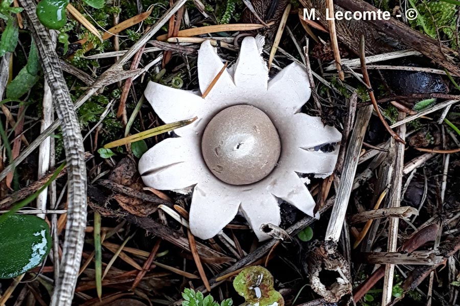 Geastrum sessile (Geastrum fimbriatum)