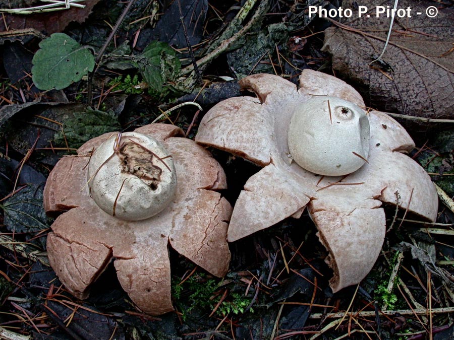 Geastrum sessile (Geastrum fimbriatum)