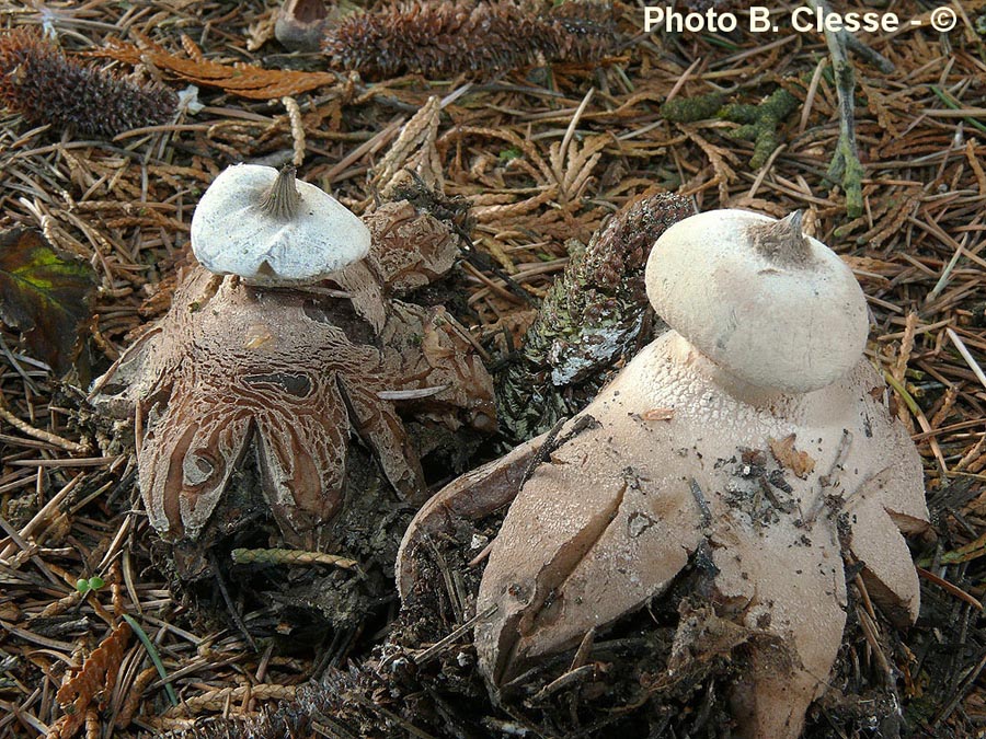 Geastrum striatum