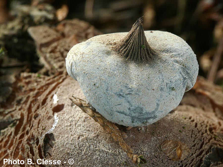 Geastrum striatum