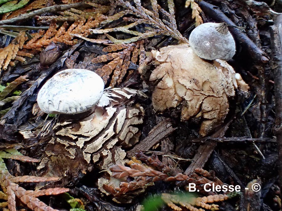 Geastrum striatum