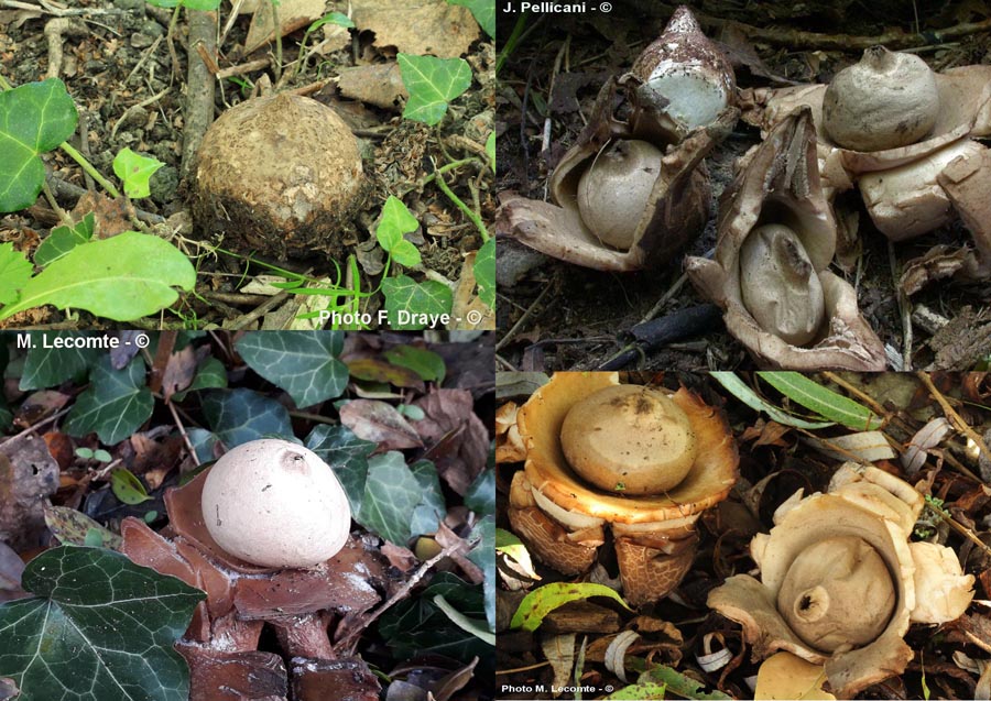 Geastrum michelianum (Geastrum triplex)