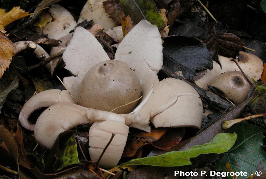 Geastrum michelianum (Geastrum triplex)