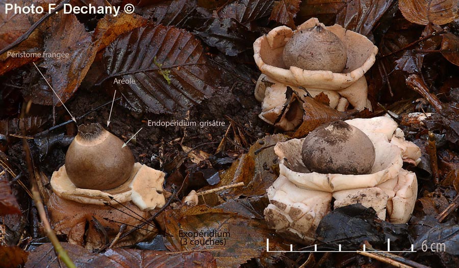 Geastrum michelianum (Geastrum triplex)