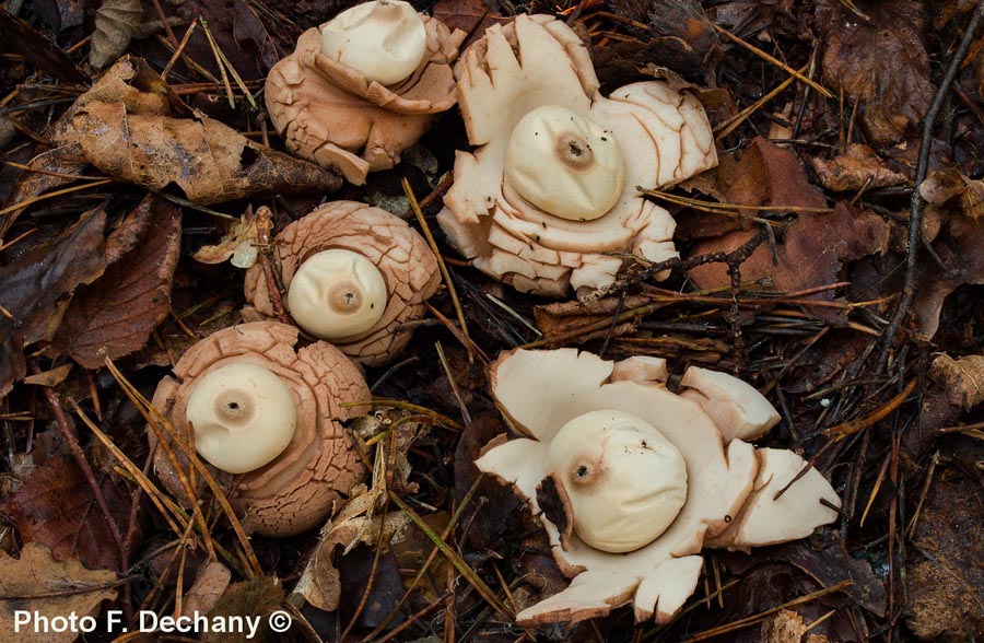 Geastrum michelianum (Geastrum triplex)