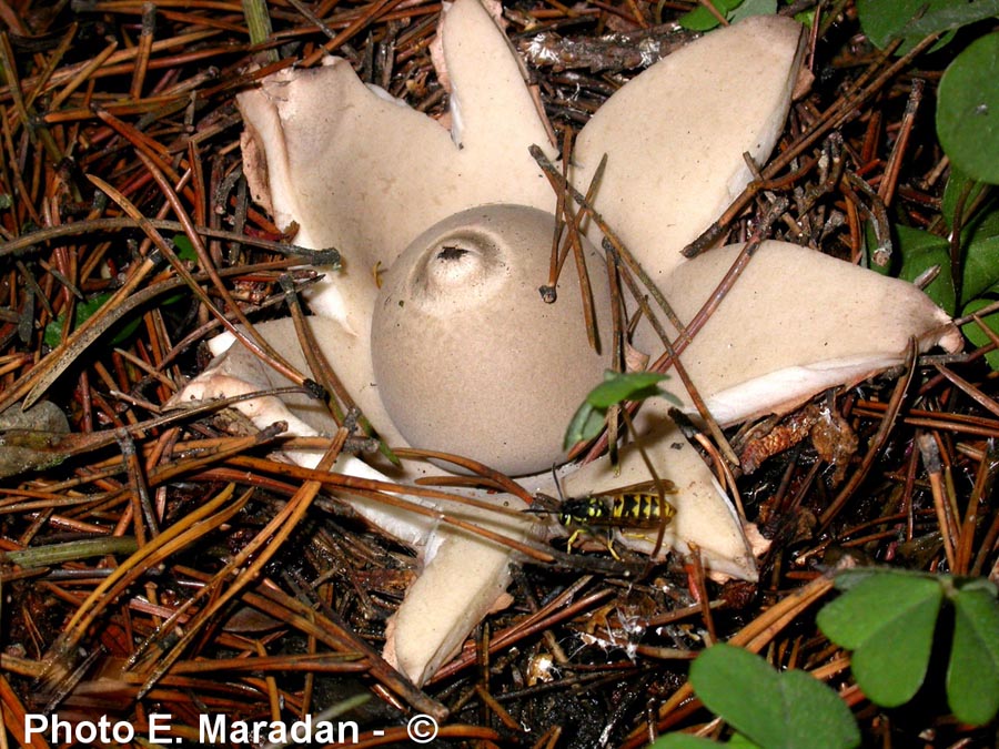 Geastrum vulgatum