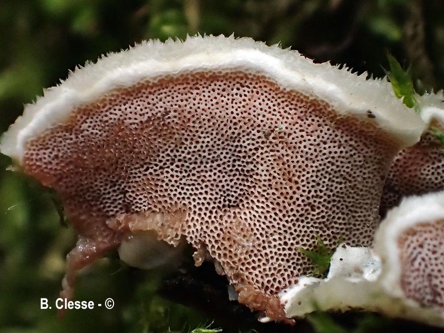 Vitreoporus dichrous (Gloeoporus dichrous)