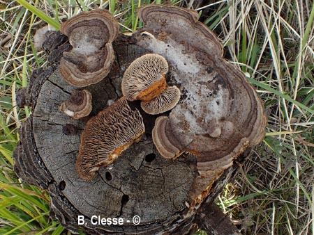 Gloeophyllum abietinum