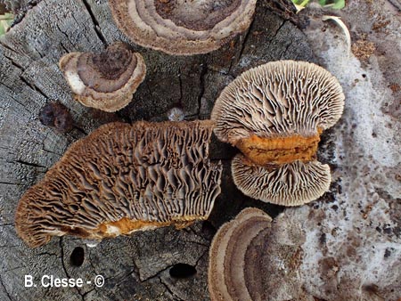 Gloeophyllum abietinum