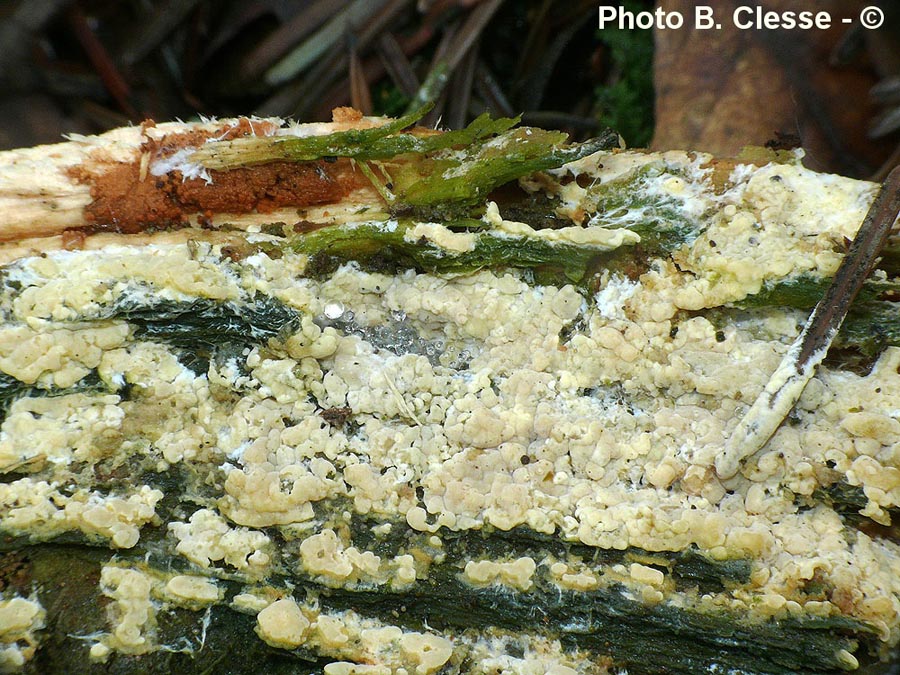 Gloiothele citrina (=Vesiculomyces citrinus)