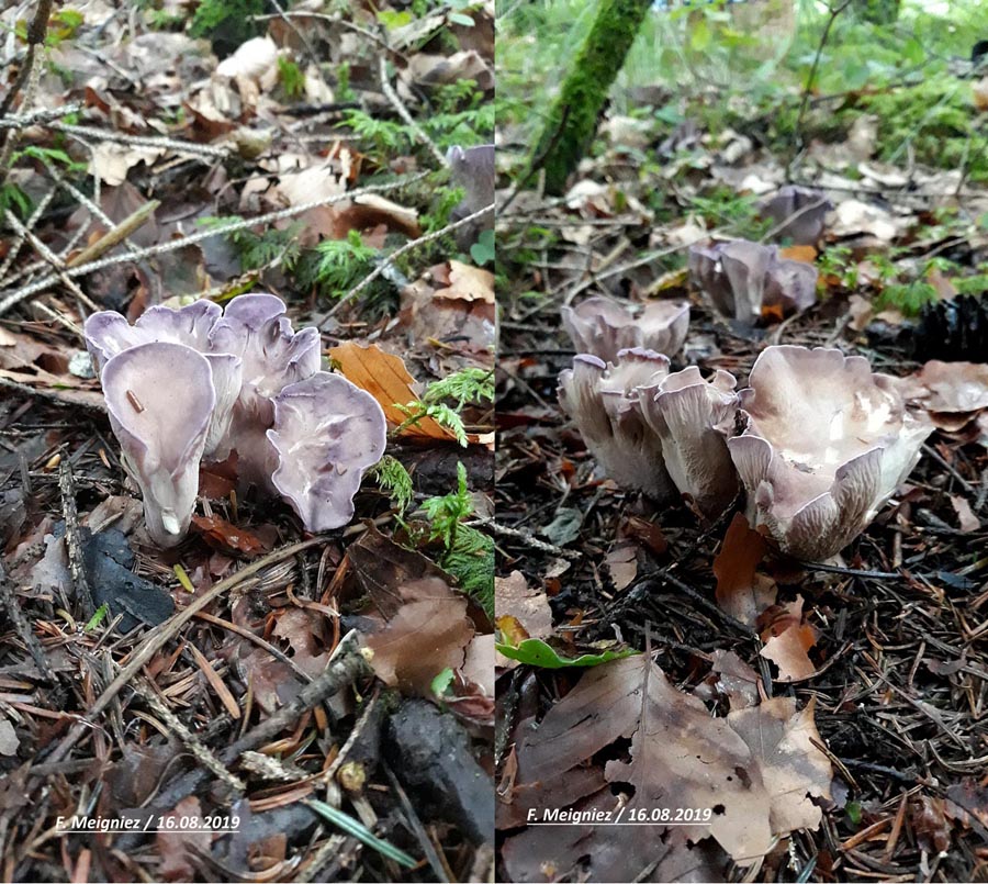 Gomphus clavatus