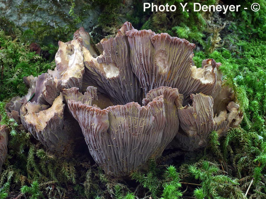 Gomphus clavatus