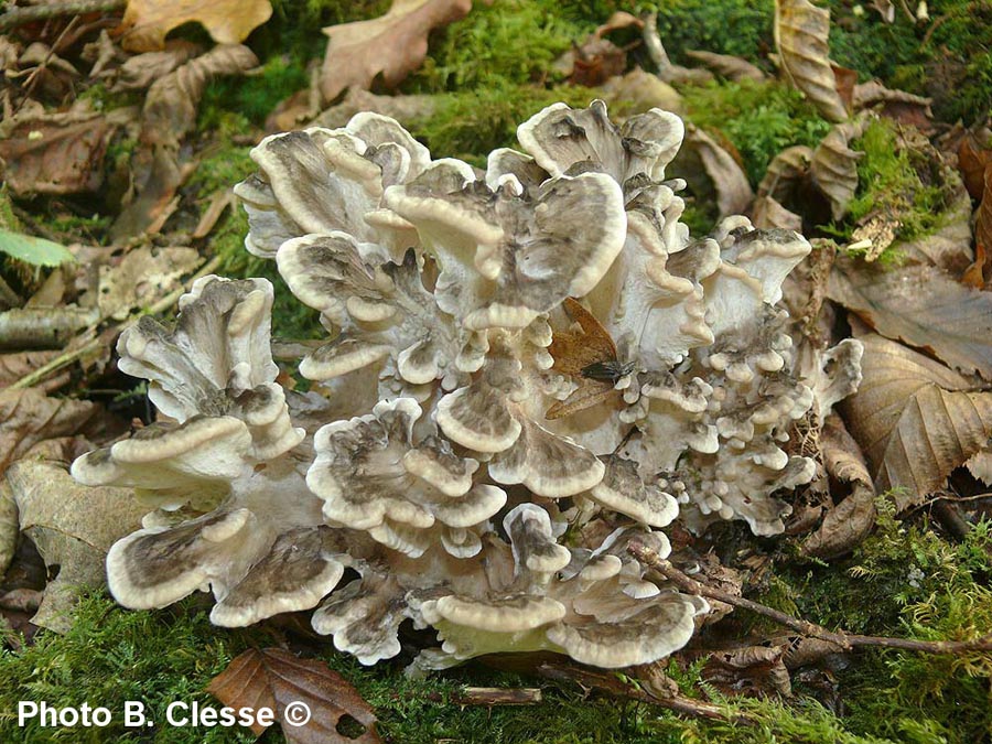 Grifola frondosa