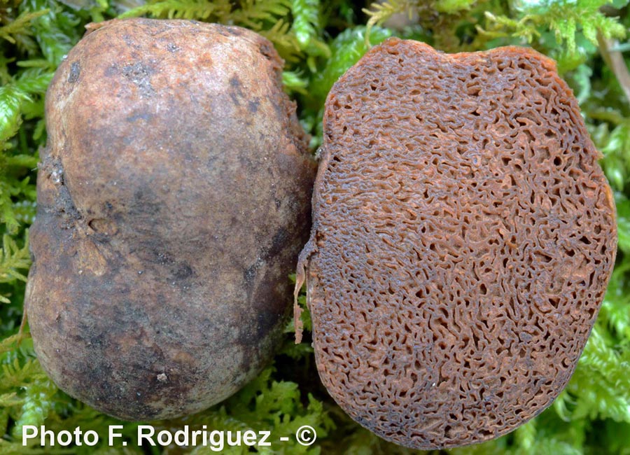 Gymnomyces mistiformis