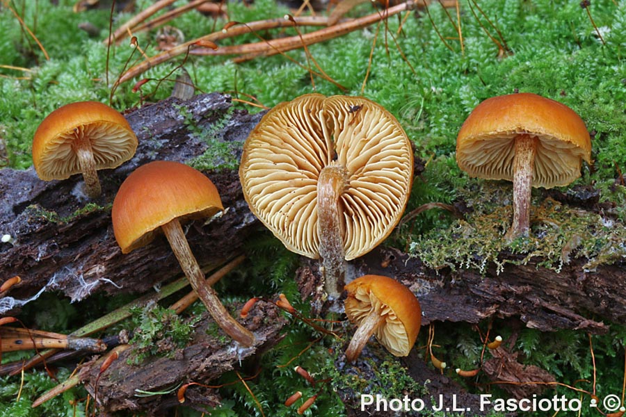 Gymnopilus bellulus