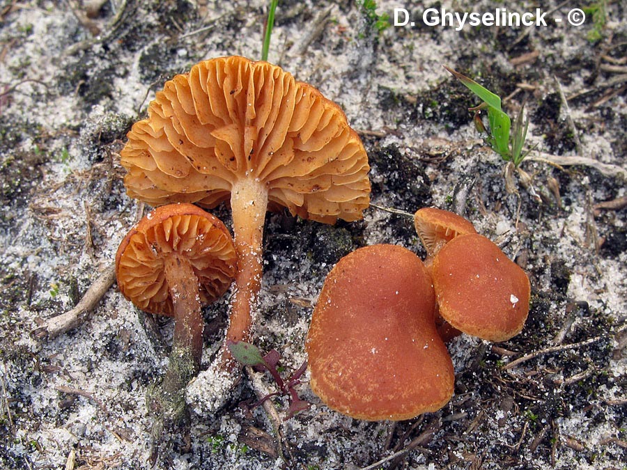 Gymnopilus fulgens