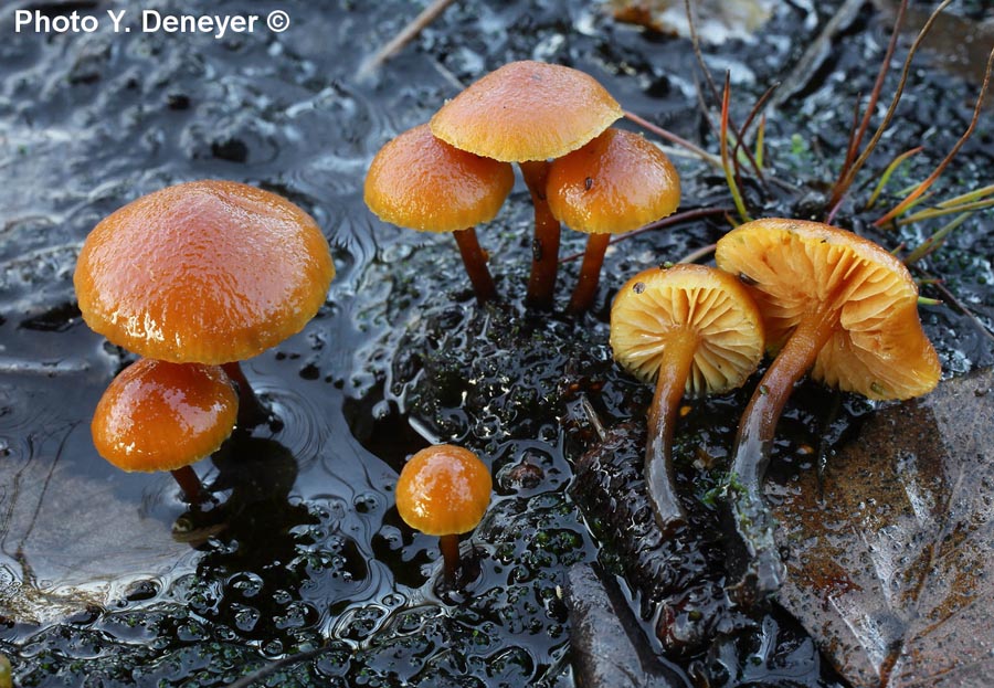 Gymnopilus fulgens