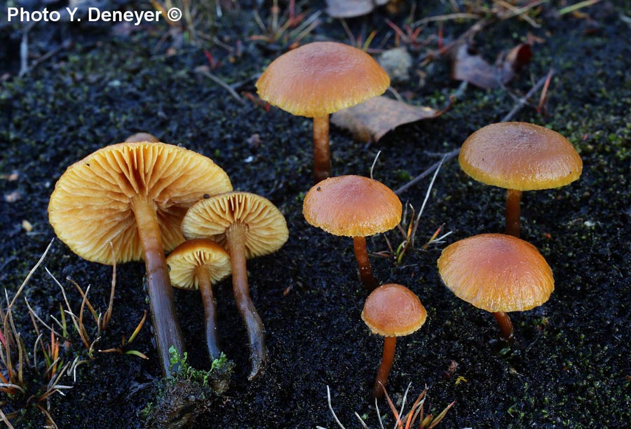 Gymnopilus fulgens