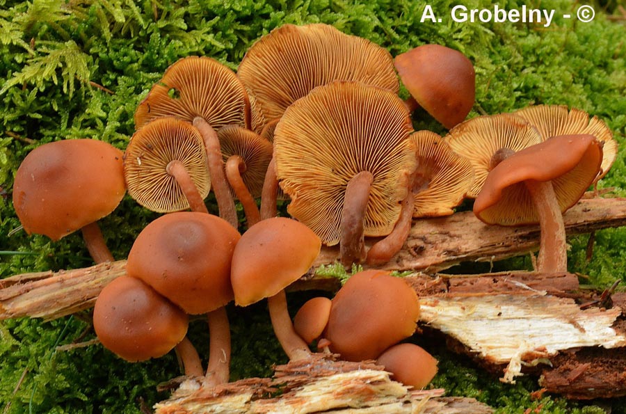 Gymnopilus liquiritiae