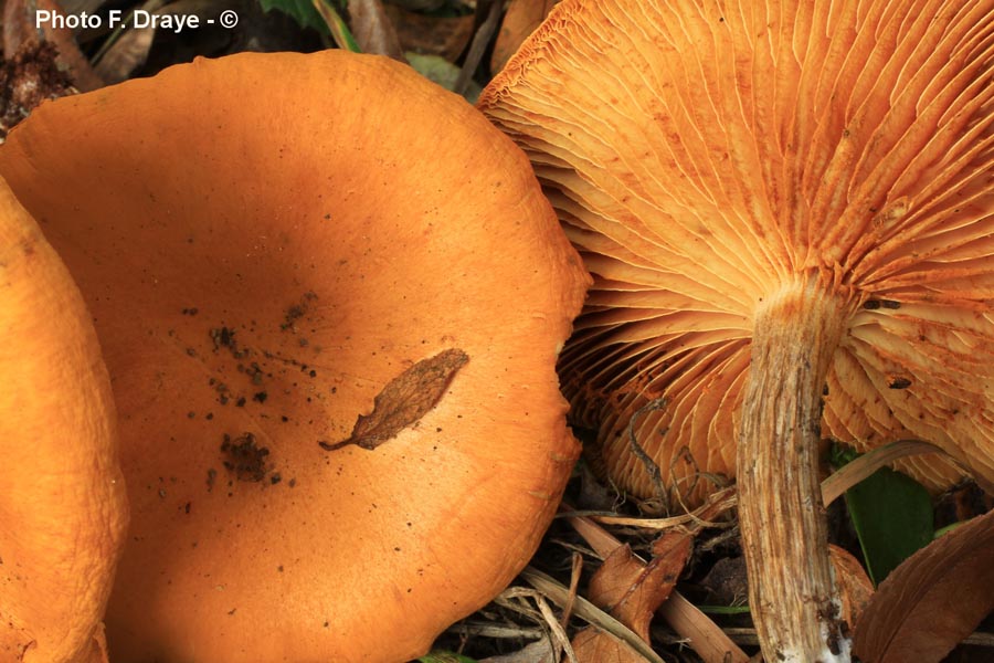 Gymnopilus penetrans var. hybridus