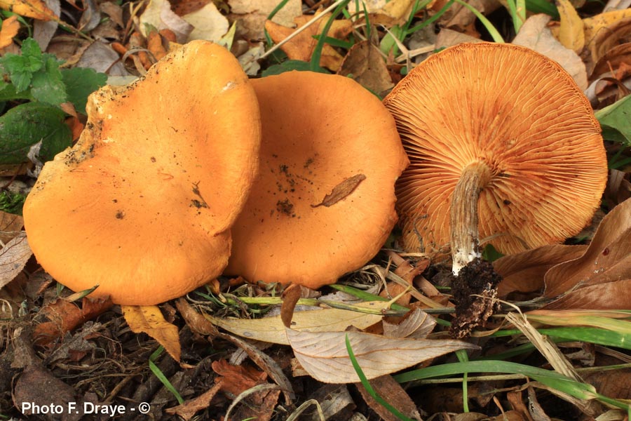 Gymnopilus penetrans var. hybridus