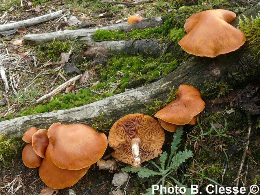 Gymnopilus penetrans