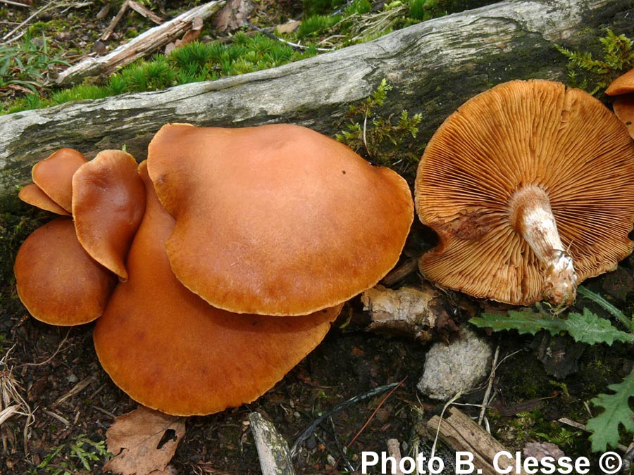 Gymnopilus penetrans