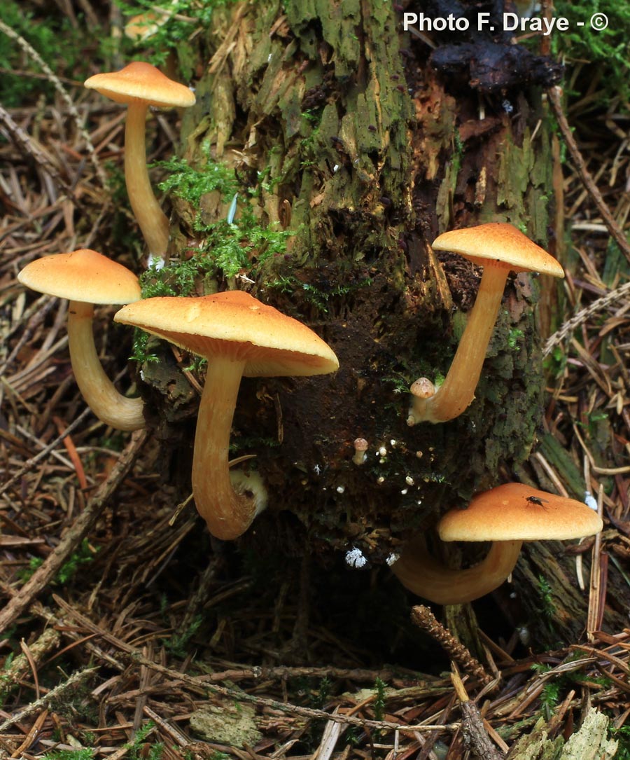 Gymnopilus penetrans