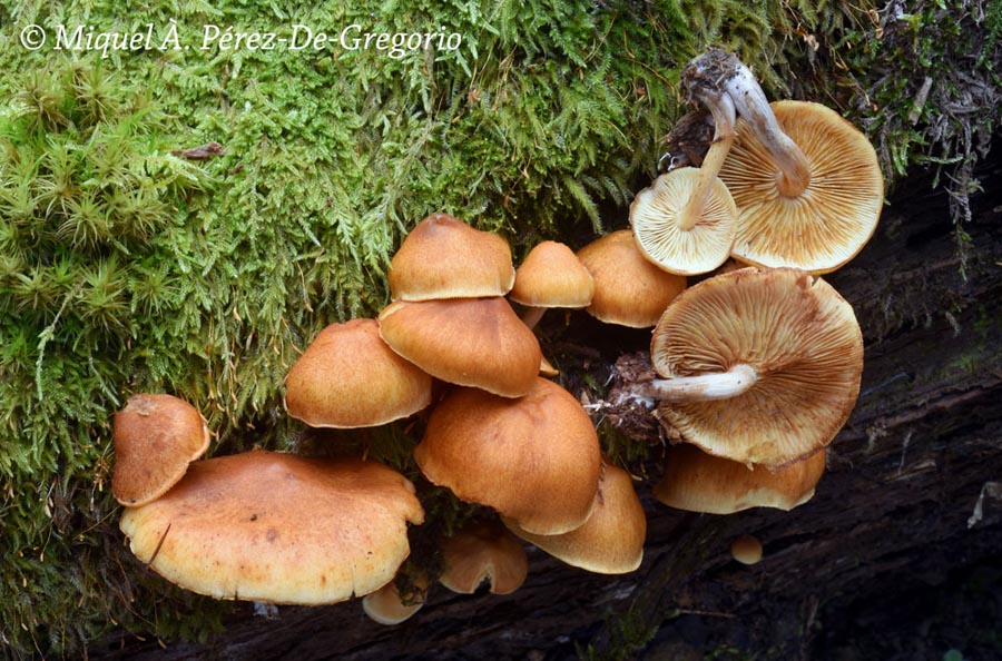 Gymnopilus penetrans